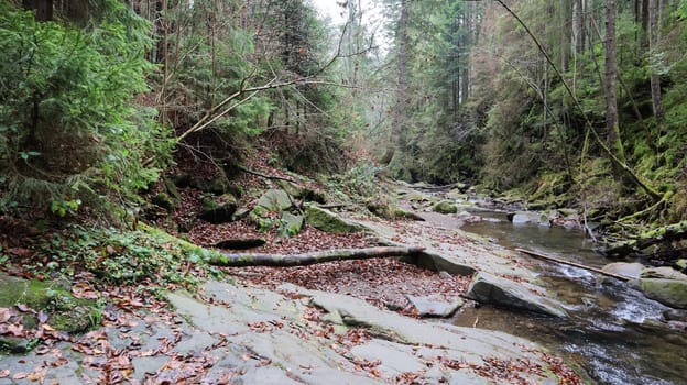 Landscape of a mountain river in the forest in early autumn and late summer. water in a natural stream. beautiful and relaxing forest with a river. River deep in mountain forest. Nature composition