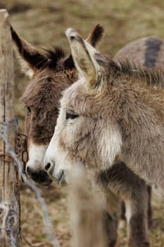 Two donkey portraits standing together