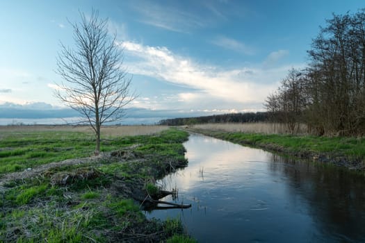 A tree that grows by a small river, evening view