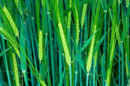 Close up of green barley grain ears, spring view