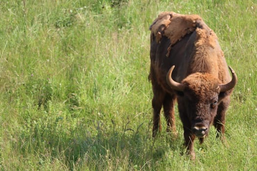 beautiful big bison dangerous horns herbivorous zoo safari animal