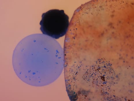 abstract background fantasy illusion rarity imagination virus bacteria sensation