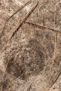 Natural wood texture for background. Copy space, banner