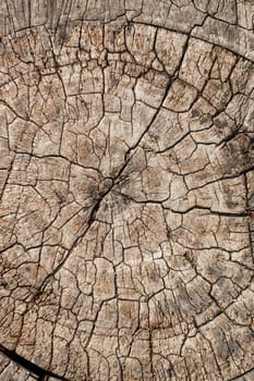 Natural wood texture for background. Copy space, banner