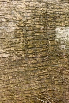 Natural wood texture for background. Copy space, banner