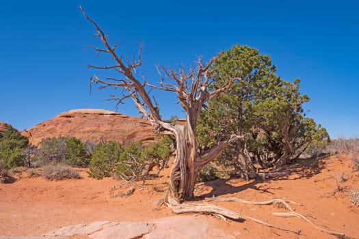 Desert Life and Death in Arches National Park in Utah
