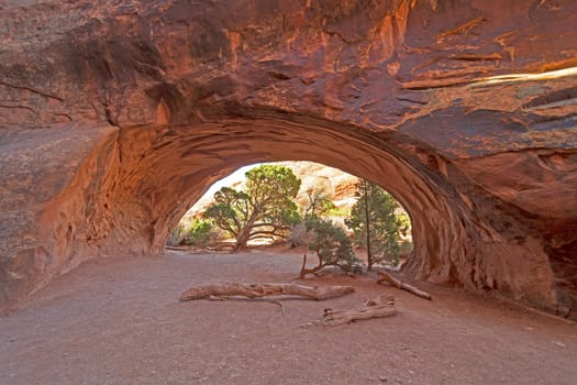 Pine Trees Through a Natural Arch at Navajo Arch in Arches National Park in Utah