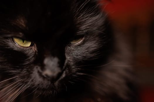 Close up portrait of a black cat in the dark with details