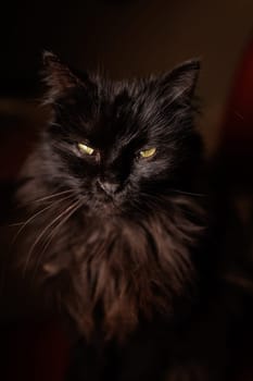 Close up portrait of a black cat in the dark with details