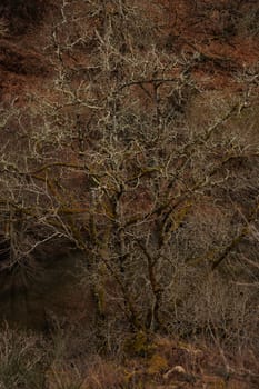 Branches of old tree in wintertime