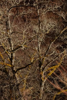 Branches of old tree in wintertime