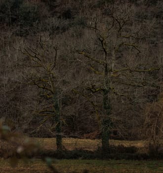 Two trees in winter in Aveyron France