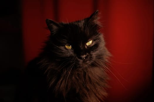 Close up portrait of a black cat in the dark with details