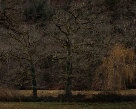 Old trees in winter in Aveyron France
