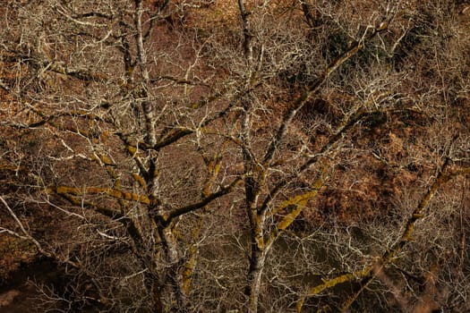 Branches of old tree in wintertime colorful