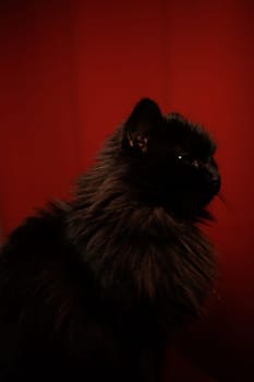 Close up portrait of a black cat in the dark with details