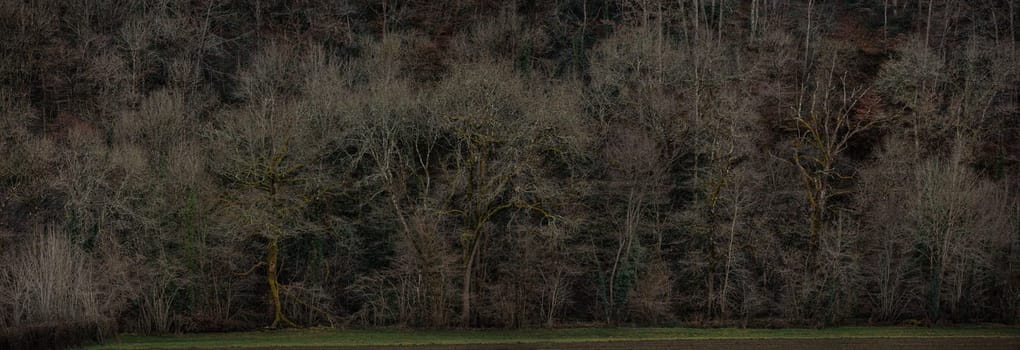 Forest panorama in Wintertime