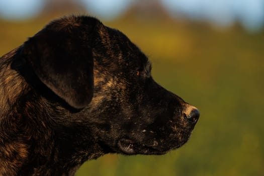 Black dog in closeup Portrait in nature