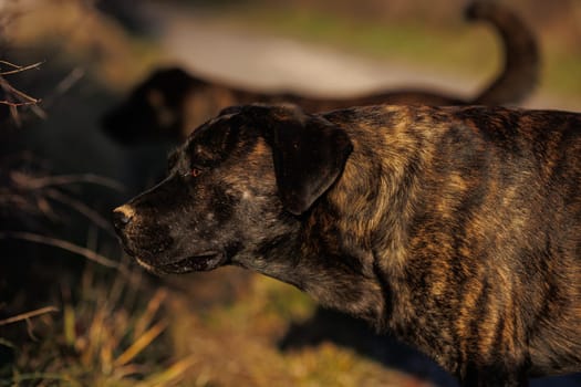 Black dogs in closeup Portrait in nature