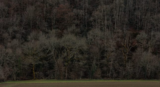 Forest panorama in Wintertime