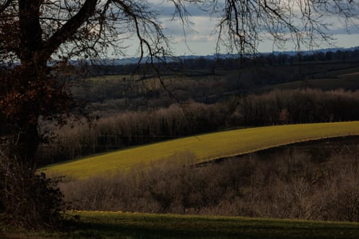 Field in sunset with yellow colors