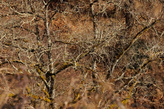 Branches of old tree in wintertime