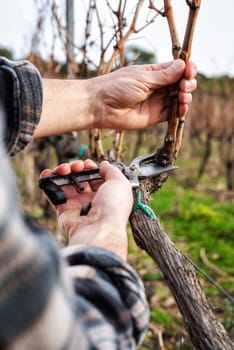 Close-up of a winegrower hand. Prune the vineyard with professional steel scissors. Traditional agriculture. Winter pruning, cordon spurred method.