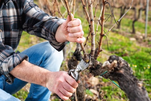 Close-up of a winegrower hand. Prune the vineyard with professional steel scissors. Traditional agriculture. Winter pruning, cordon spurred method.