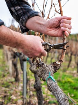 Close-up of a winegrower hand. Prune the vineyard with professional steel scissors. Traditional agriculture. Winter pruning, cordon spurred method.