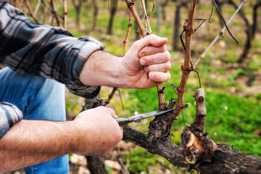 Close-up of a winegrower hand. Prune the vineyard with professional steel scissors. Traditional agriculture. Winter pruning, cordon spurred method.