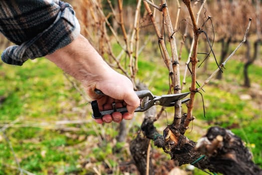 Close-up of a winegrower hand. Prune the vineyard with professional steel scissors. Traditional agriculture. Winter pruning, cordon spurred method.