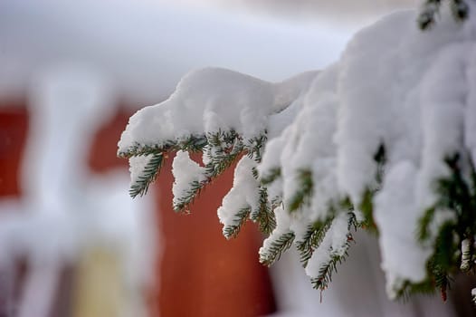 Spruce branch covered with snow in the forest in winter. High quality photo