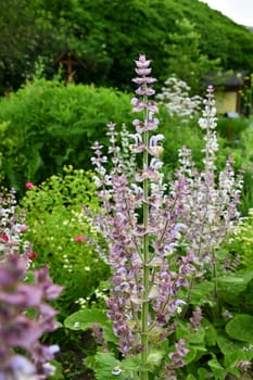 salvia sclarea
