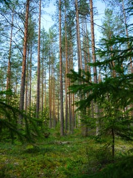 morning in a pine forest in summer, pure greenery coolness and freshness, low angle view