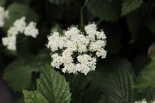 White clusters of flowers on an Autumn Jazz Viburnum.