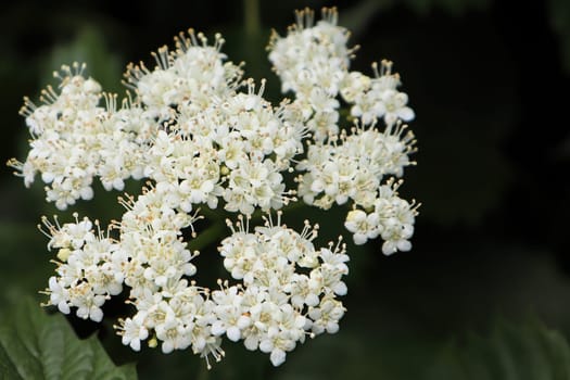 White clusters of flowers on an Autumn Jazz Viburnum.