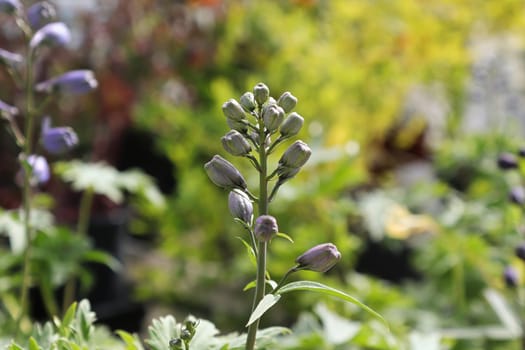 Closeup of the purple flowers on delphinium plants.