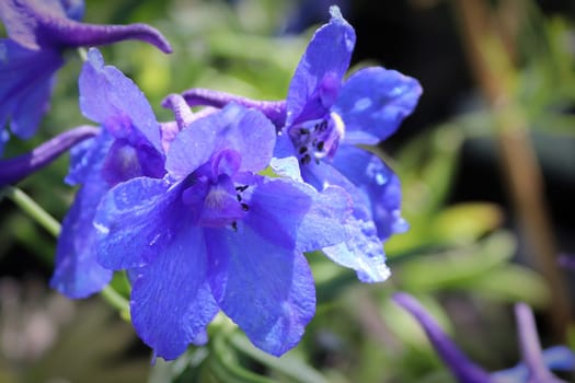 Macro of the purple flowers on delphinium plants.