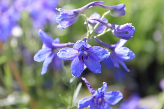 Closeup of the purple flowers on delphinium plants.