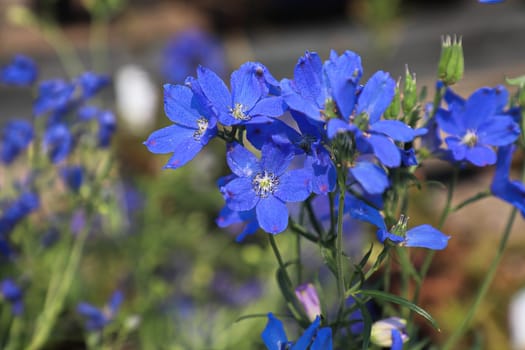 Closeup of the purple flowers on delphinium plants.