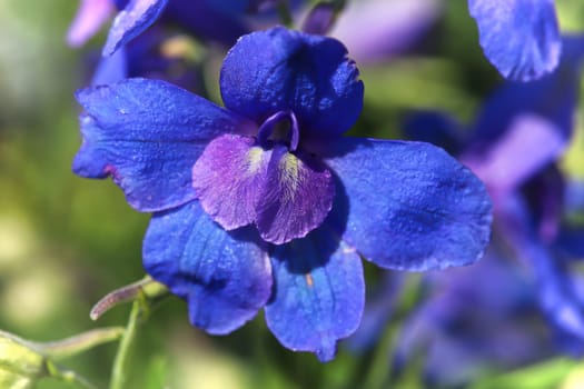 Macro of the purple flowers on delphinium plants.