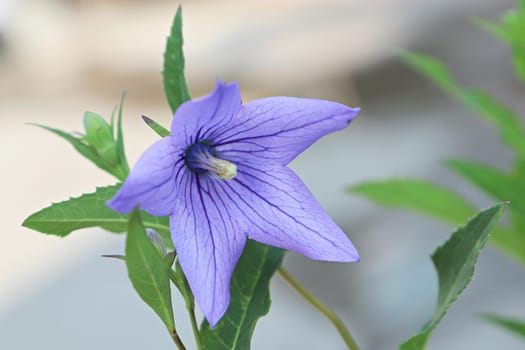 Closeup view of purple opened balloon flowers.