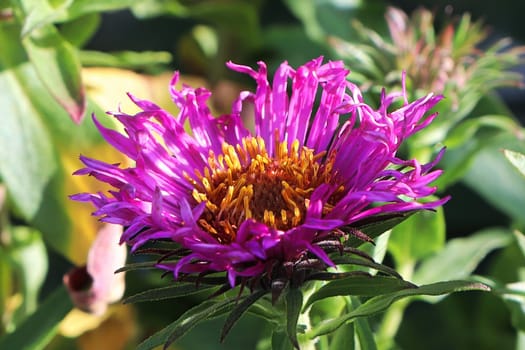 Closeup view of pink and yellow aster flowers.