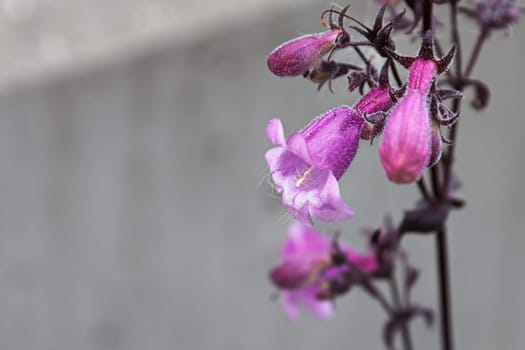 Closeup view of pink trumpet beardtongue flowers.