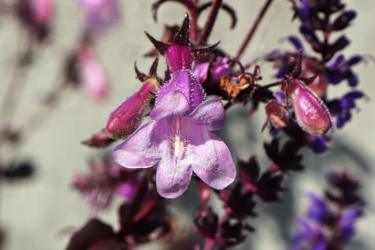 Closeup view of pink trumpet beardtongue flowers.