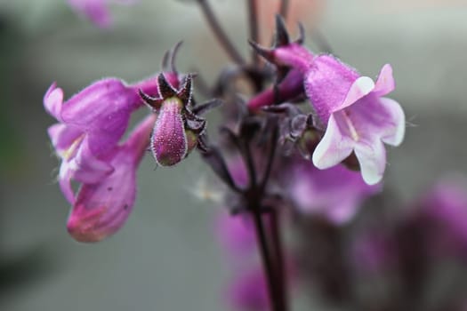 Closeup view of pink trumpet beardtongue flowers.