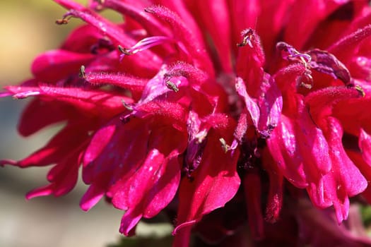 macro view of the red petals on a beebalm plant.