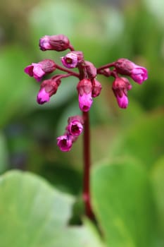 Closeup view of the spike of flowers on a bergenia plant.