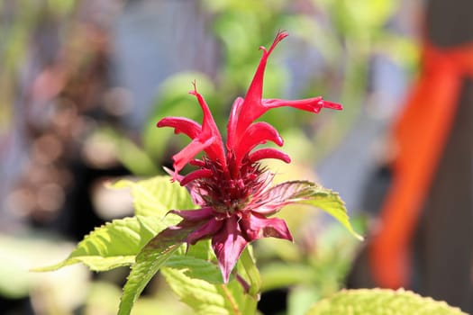 Closeup view of the red petals on a beebalm plant.