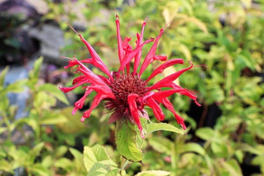 Closeup view of the red petals on a beebalm plant.